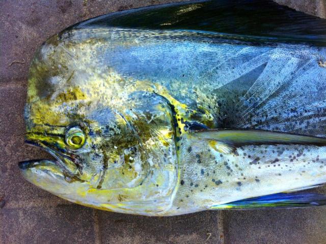 Bienvenue sur le site de BIG FISH EXO grossiste poisson à Fréjus