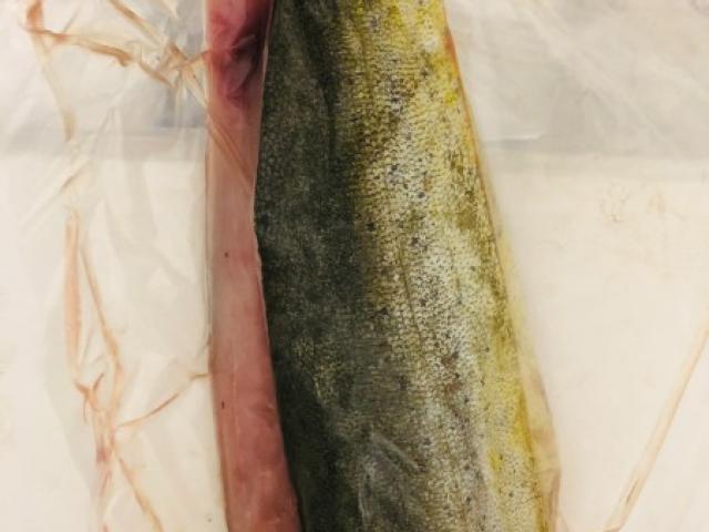 FILET DE DORADE CORYPHENE (MAHI-MAHI) FRAIS SAUVAGE PECHE A LA LIGNE LIVRE SOUS VIDE