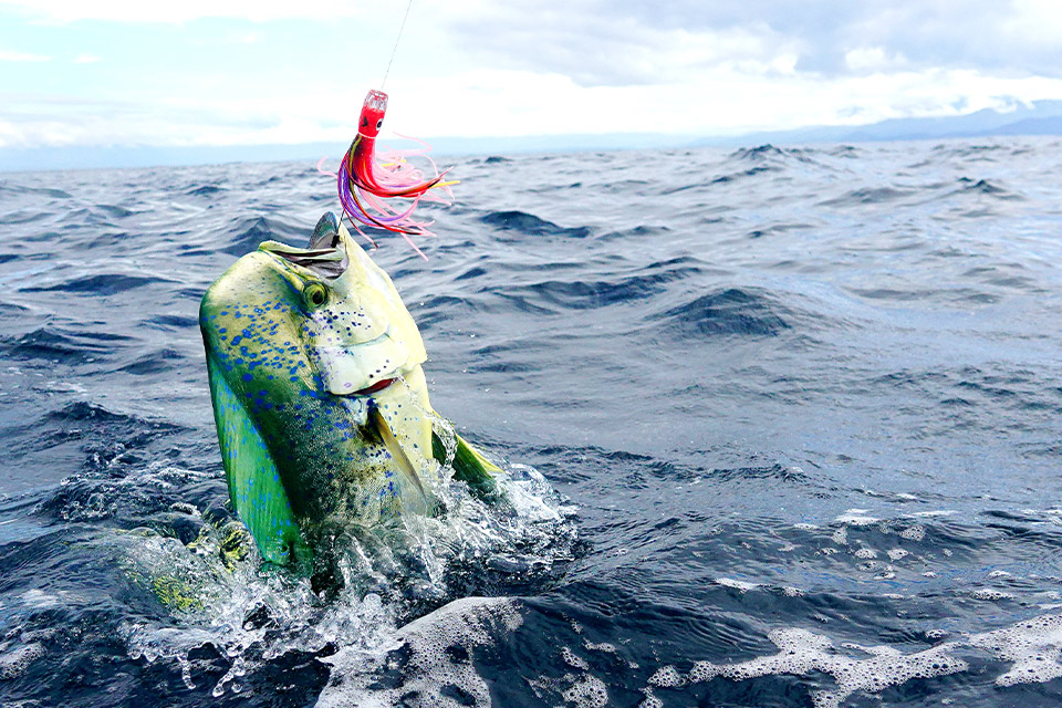 Poisson exotique en mer