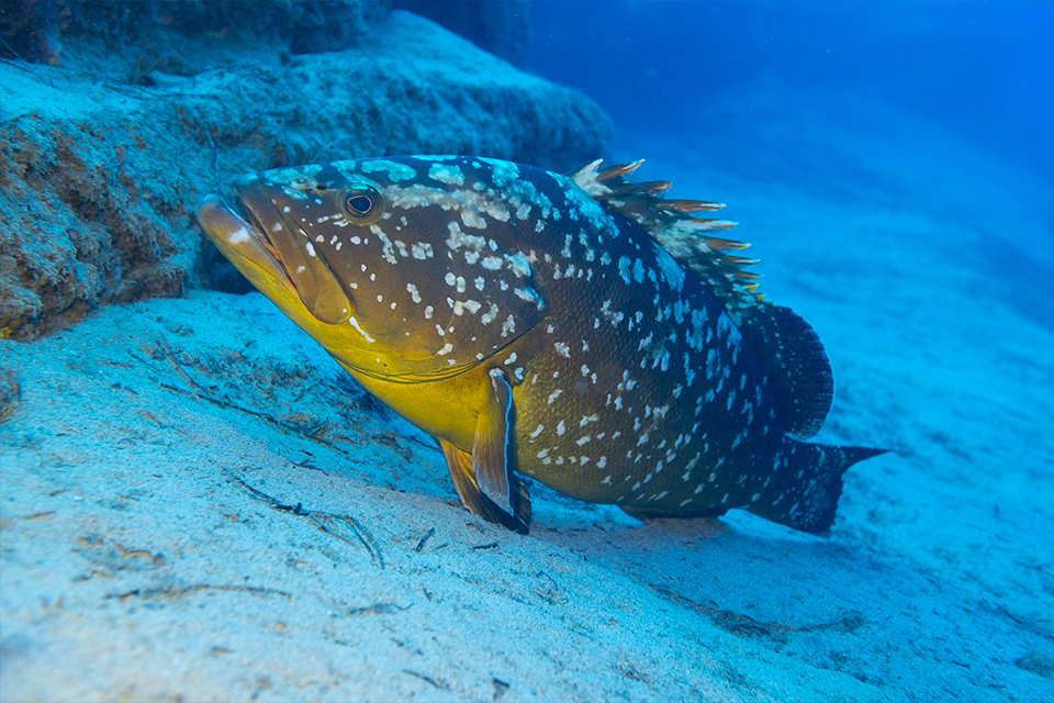 Poisson exotique